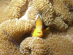 Peek-a-boo I can see you. by Brad Cox 